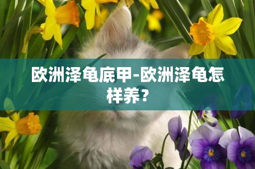 歐洲澤龜底甲-歐洲澤龜怎樣養？