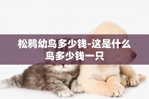 松鴉幼鳥多少錢-這是什么鳥多少錢一只