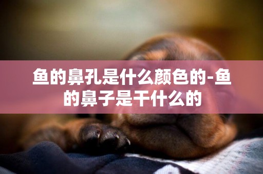 魚的鼻孔是什么顏色的-魚的鼻子是干什么的