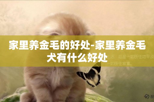 家里養金毛的好處-家里養金毛犬有什么好處