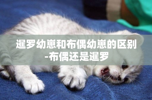 暹羅幼崽和布偶幼崽的區別-布偶還是暹羅