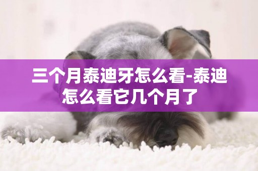 三個月泰迪牙怎么看-泰迪怎么看它幾個月了