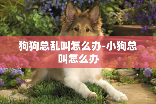 狗狗總亂叫怎么辦-小狗總叫怎么辦