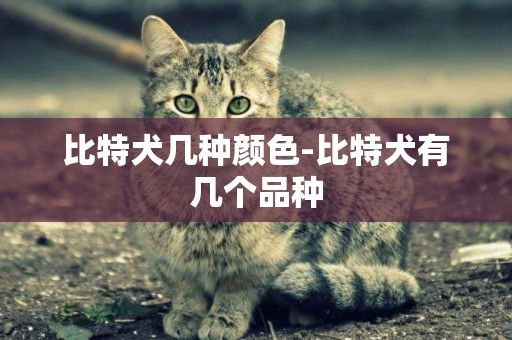 比特犬幾種顏色-比特犬有幾個品種