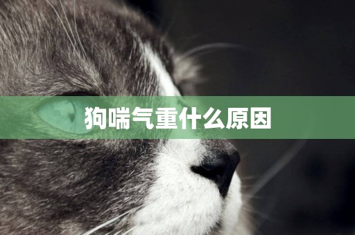 狗喘氣重什么原因