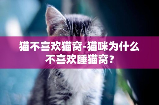 貓不喜歡貓窩-貓咪為什么不喜歡睡貓窩？
