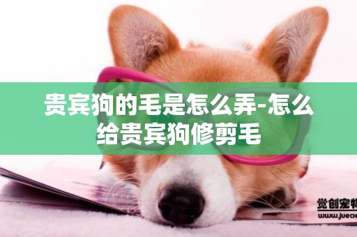 貴賓狗的毛是怎么弄-怎么給貴賓狗修剪毛