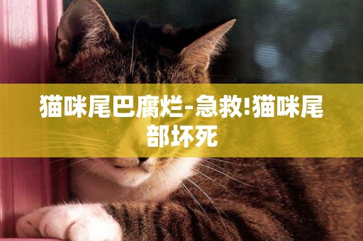 貓咪尾巴腐爛-急救!貓咪尾部壞死