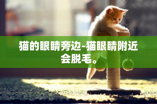 貓的眼睛旁邊-貓眼睛附近會脫毛。