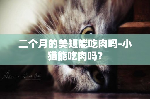 二個月的美短能吃肉嗎-小貓能吃肉嗎？