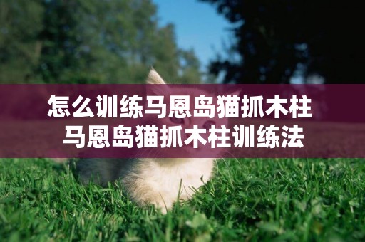 怎么訓練馬恩島貓抓木柱 馬恩島貓抓木柱訓練法