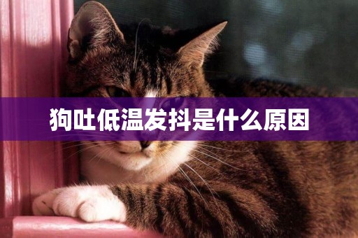 狗吐低溫發抖是什么原因