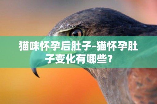 貓咪懷孕后肚子-貓懷孕肚子變化有哪些？