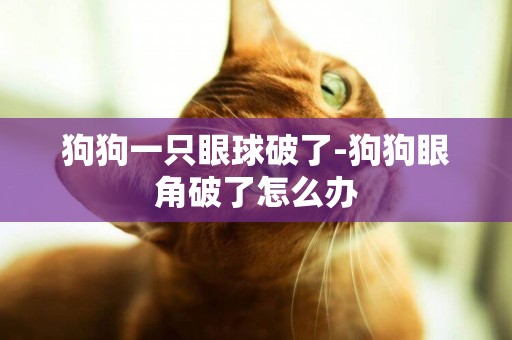 狗狗一只眼球破了-狗狗眼角破了怎么辦