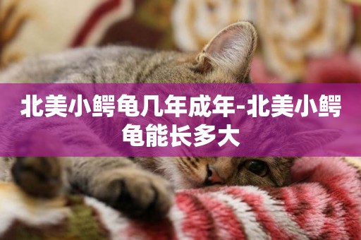 北美小鱷龜幾年成年-北美小鱷龜能長多大