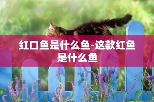 紅口魚是什么魚-這款紅魚是什么魚