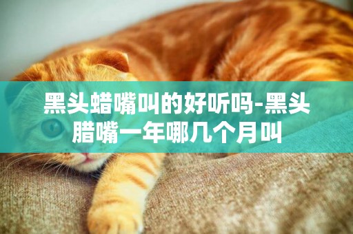 黑頭蠟嘴叫的好聽嗎-黑頭臘嘴一年哪幾個月叫