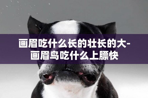 畫眉吃什么長的壯長的大-畫眉鳥吃什么上膘快
