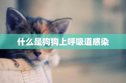 什么是狗狗上呼吸道感染