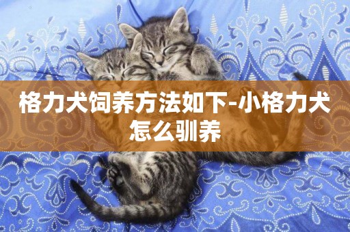 格力犬飼養方法如下-小格力犬怎么馴養