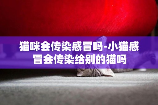 貓咪會傳染感冒嗎-小貓感冒會傳染給別的貓嗎