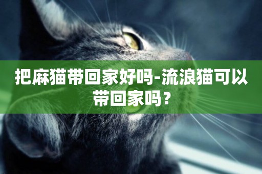 把麻貓帶回家好嗎-流浪貓可以帶回家嗎？