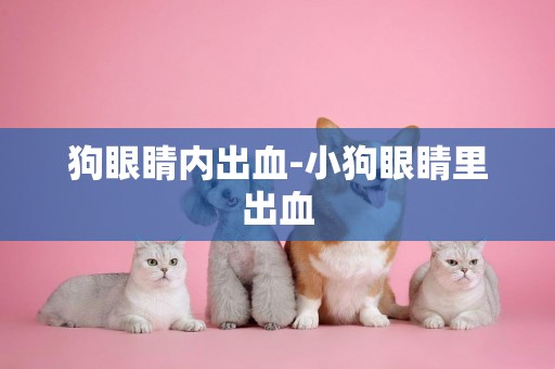 狗眼睛內出血-小狗眼睛里出血