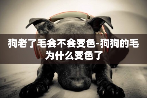 狗老了毛會不會變色-狗狗的毛為什么變色了