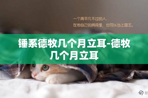 錘系德牧幾個月立耳-德牧幾個月立耳