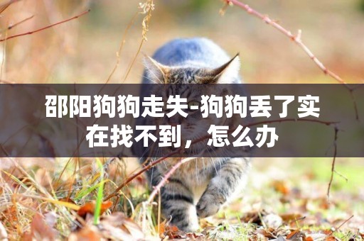 邵陽狗狗走失-狗狗丟了實在找不到，怎么辦