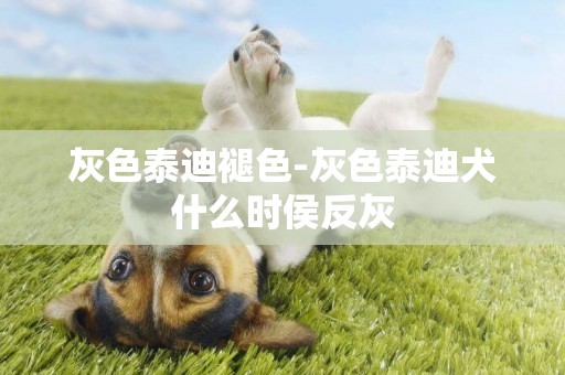 灰色泰迪褪色-灰色泰迪犬什么時侯反灰