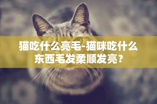 貓吃什么亮毛-貓咪吃什么東西毛發柔順發亮？