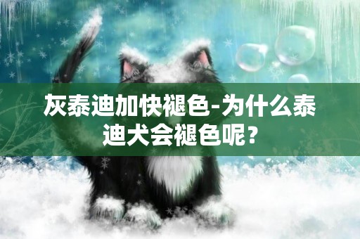 灰泰迪加快褪色-為什么泰迪犬會褪色呢？