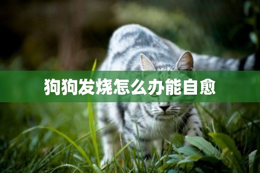 狗狗發燒怎么辦能自愈