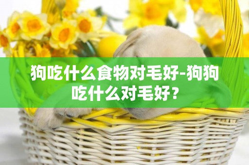 狗吃什么食物對毛好-狗狗吃什么對毛好？