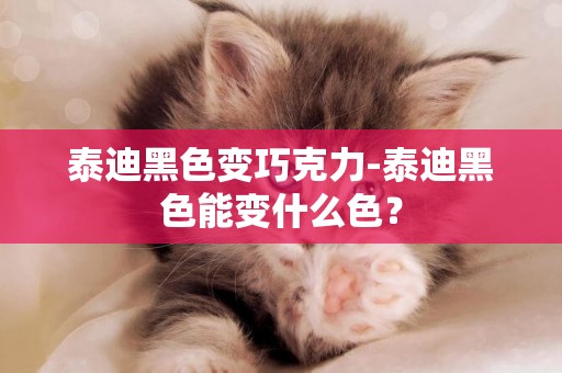 泰迪黑色變巧克力-泰迪黑色能變什么色？