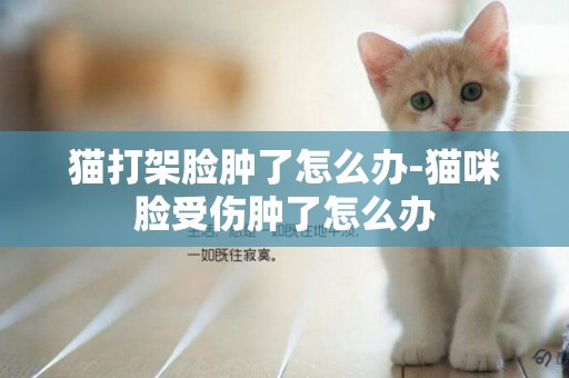 貓打架臉腫了怎么辦-貓咪臉受傷腫了怎么辦