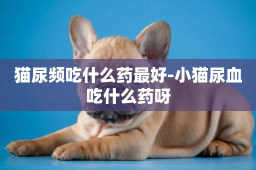 貓尿頻吃什么藥最好-小貓尿血吃什么藥呀