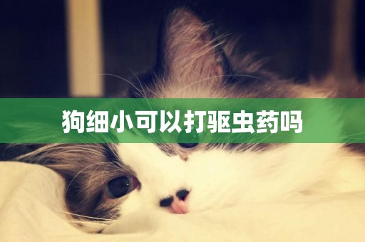 狗細小可以打驅蟲藥嗎