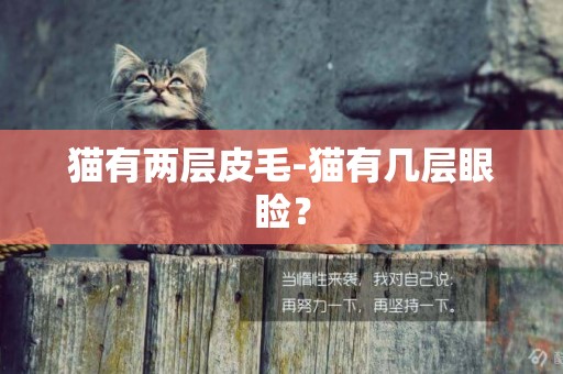 貓有兩層皮毛-貓有幾層眼瞼？