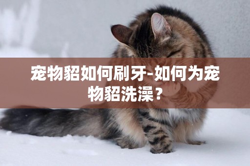 寵物貂如何刷牙-如何為寵物貂洗澡？