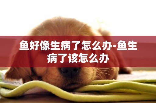 魚好像生病了怎么辦-魚生病了該怎么辦