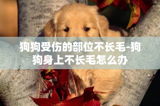 狗狗受傷的部位不長毛-狗狗身上不長毛怎么辦