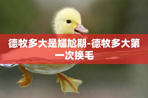 德牧多大是尷尬期-德牧多大第一次換毛