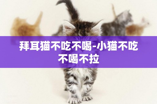 拜耳貓不吃不喝-小貓不吃不喝不拉