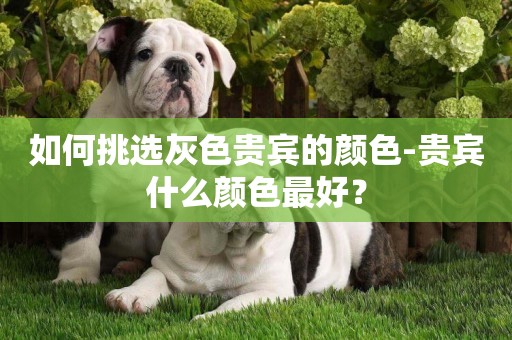 如何挑選灰色貴賓的顏色-貴賓什么顏色最好？