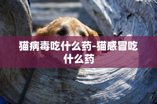 貓病毒吃什么藥-貓感冒吃什么藥