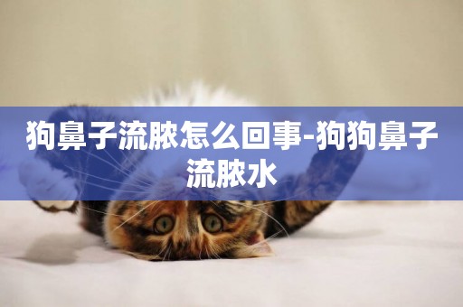 狗鼻子流膿怎么回事-狗狗鼻子流膿水