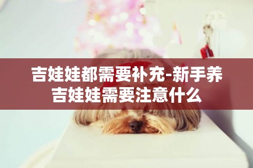 吉娃娃都需要補充-新手養吉娃娃需要注意什么