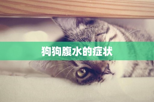 狗狗腹水的癥狀